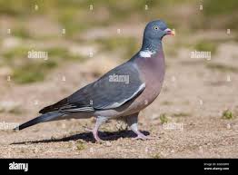 Attēlu rezultāti vaicājumam “Columba palumbus adult”