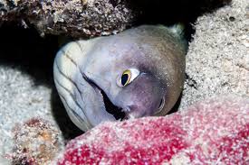 Image result for Gymnothorax vicinus