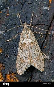 Attēlu rezultāti vaicājumam “Diurnea fagella”