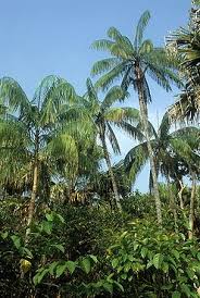 Image result for site:net pino◆MatthewZ8E