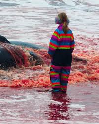 Image result for massacre golfinhos dinamarca