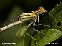 Attēlu rezultāti vaicājumam “Platycnemis pennipes”