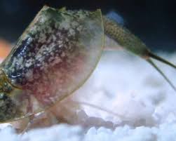 Attēlu rezultāti vaicājumam “Trichia longipalpis”