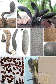 Attēlu rezultāti vaicājumam “Xylaria longipes”