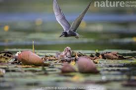 Attēlu rezultāti vaicājumam “Chlidonias niger”