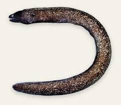 Image result for Chelon tricuspidens