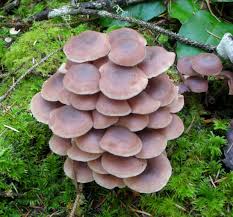 Attēlu rezultāti vaicājumam “Collybia acervata”