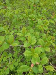 Attēlu rezultāti vaicājumam “Crataegus macracantha fruit”