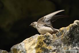 Image result for Ptyonoprogne rupestris