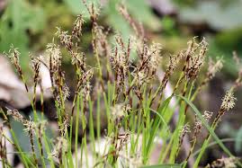 Attēlu rezultāti vaicājumam “Carex digitata flower”