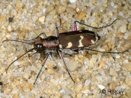 Attēlu rezultāti vaicājumam “Cicindela hybrida”
