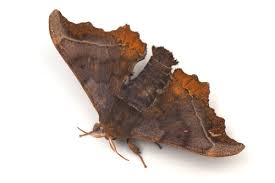 Attēlu rezultāti vaicājumam “Endromidae”