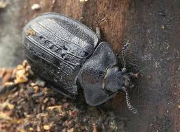 Attēlu rezultāti vaicājumam “Peltis grossa”