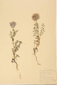 Attēlu rezultāti vaicājumam “Boraginaceae”