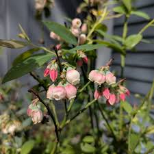Attēlu rezultāti vaicājumam “Ericaceae”