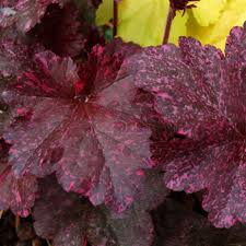 Image result for Heuchera `Midnight Rose`