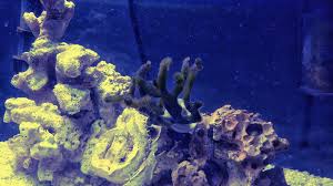 Attēlu rezultāti vaicājumam “Conardia compacta macro”