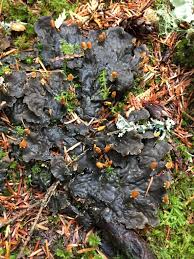 Attēlu rezultāti vaicājumam “Peltigera canina”