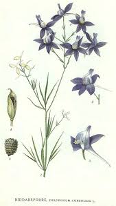 Image result for Delphinium consolida