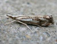 Attēlu rezultāti vaicājumam “Catoptria falsella”