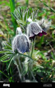Attēlu rezultāti vaicājumam “Pulsatilla pratensis flower”