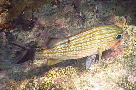 Image result for Haemulon carbonarium