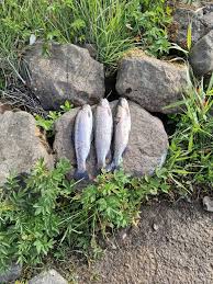 Image result for Airdrie & District Angling Club