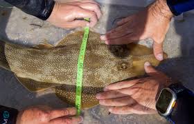 Image result for Pseudobatos lentiginosus