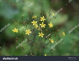 Attēlu rezultāti vaicājumam “Mycelis muralis”