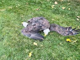 Image result for Palatine Veterans Club