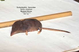 Attēlu rezultāti vaicājumam “Sorex sp.”