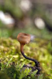 Attēlu rezultāti vaicājumam “Dumontinia tuberosa”