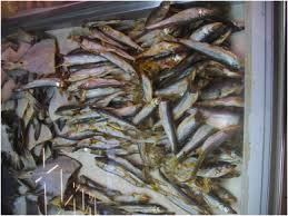 Image result for Osmerus eperlanus