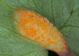 Attēlu rezultāti vaicājumam “Uromyces dactylidis”