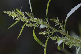 Image result for Chenopodium ambrosioides