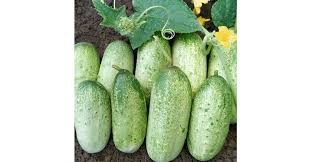 Image result for Gurke