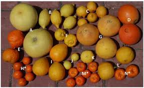 Attēlu rezultāti vaicājumam “Juglans x sinensis fruit”