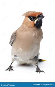 Attēlu rezultāti vaicājumam “Bombycilla garrulus adult”