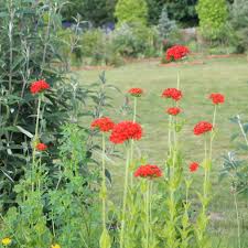 Attēlu rezultāti vaicājumam “Silene chalcedonica flower”