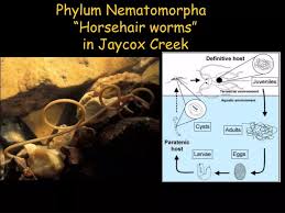 Attēlu rezultāti vaicājumam “Nematomorpha”