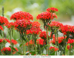 Attēlu rezultāti vaicājumam “Silene chalcedonica flower”