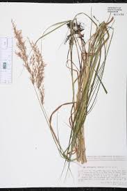 Attēlu rezultāti vaicājumam “Calamagrostis canescens fruit”