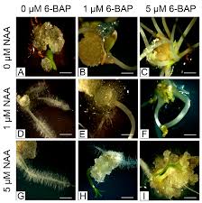 Attēlu rezultāti vaicājumam “Linaria loeselii”