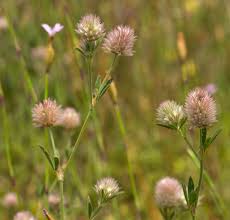 Attēlu rezultāti vaicājumam “Trifolium arvense”