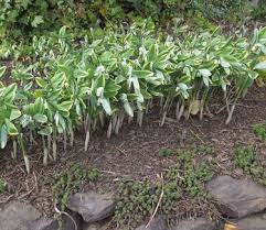 Attēlu rezultāti vaicājumam “Polygonatum odoratum”