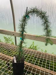 Attēlu rezultāti vaicājumam “Larix kaempferi”