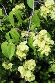 Attēlu rezultāti vaicājumam “Ulmus glabra flower”