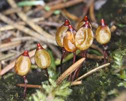 Attēlu rezultāti vaicājumam “Buxbaumia aphylla sporophyte”