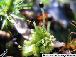 Attēlu rezultāti vaicājumam “Fossombronia wondraczekii sporophyte”