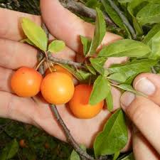 Attēlu rezultāti vaicājumam “Prunus domestica subsp. domestica fruit”